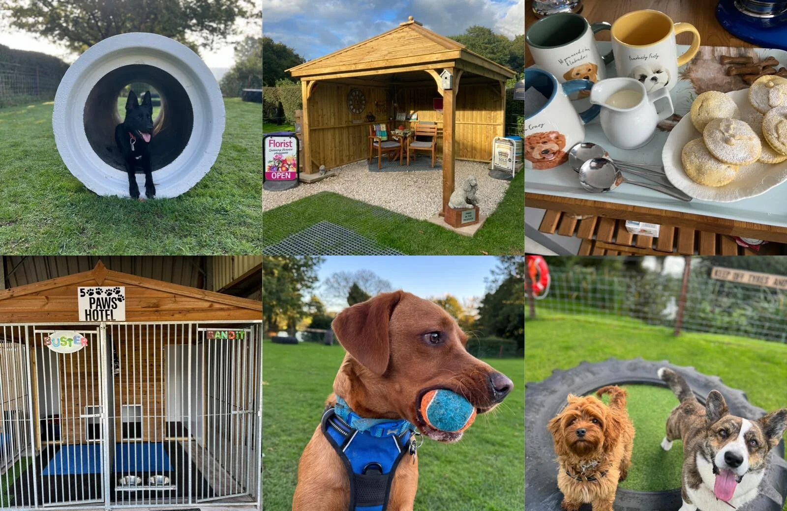 Paws in the Paddock Fulford